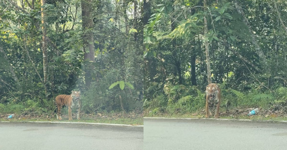 Wild Tiger Spotted Roaming Near Fraser’s Hill