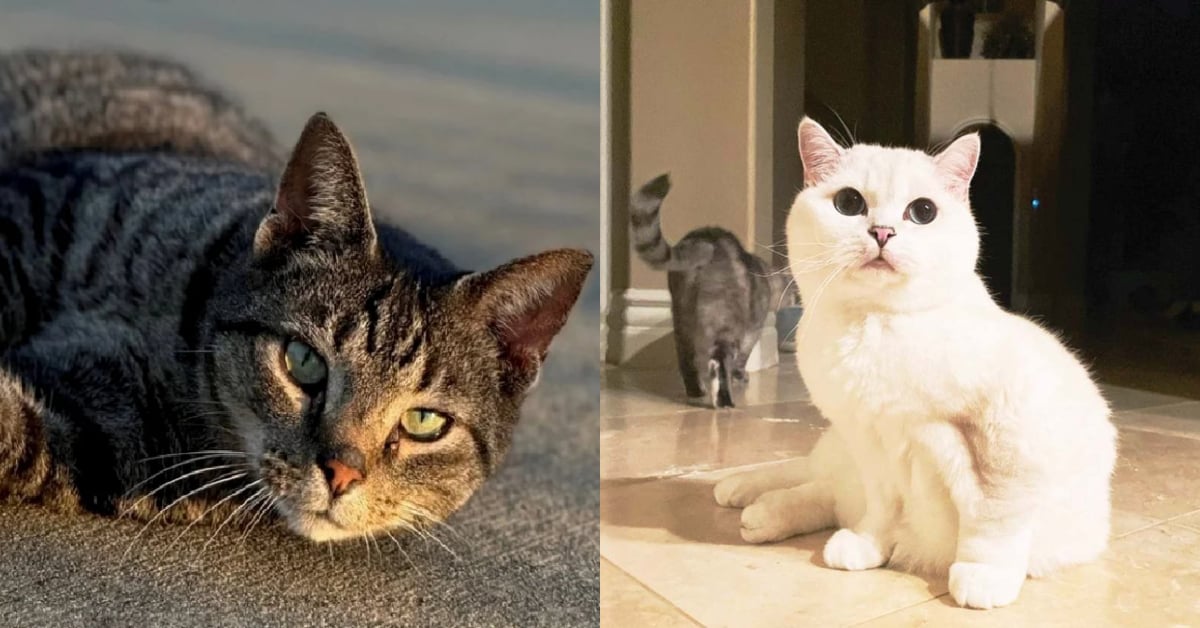“My Cat Died Due To Haze” – Jerebu Boleh Sebabkan Keradangan Paru-Paru Si Bulus