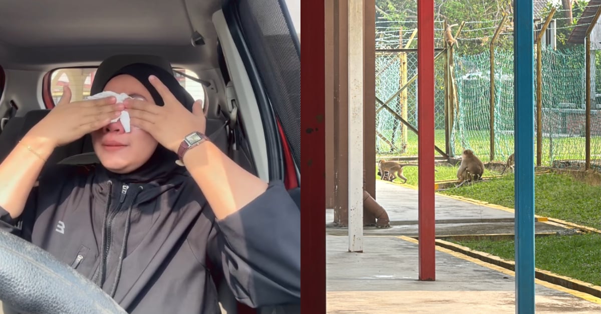 Kakitangan Sekolah Buntu, Monyet Liar Semakin Agresif Rosakkan Pelbagai Harta Benda