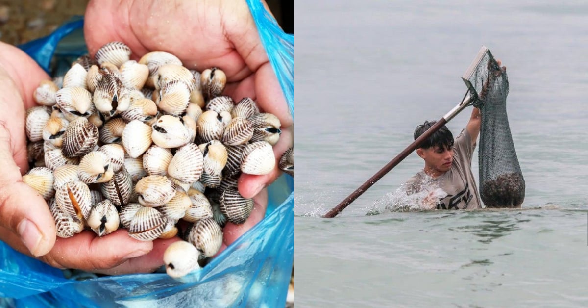 Ratusan Penduduk Serbu Pantai Rusila, Ambil Peluang Kutip Kerang Terdampar Pesisir Laut