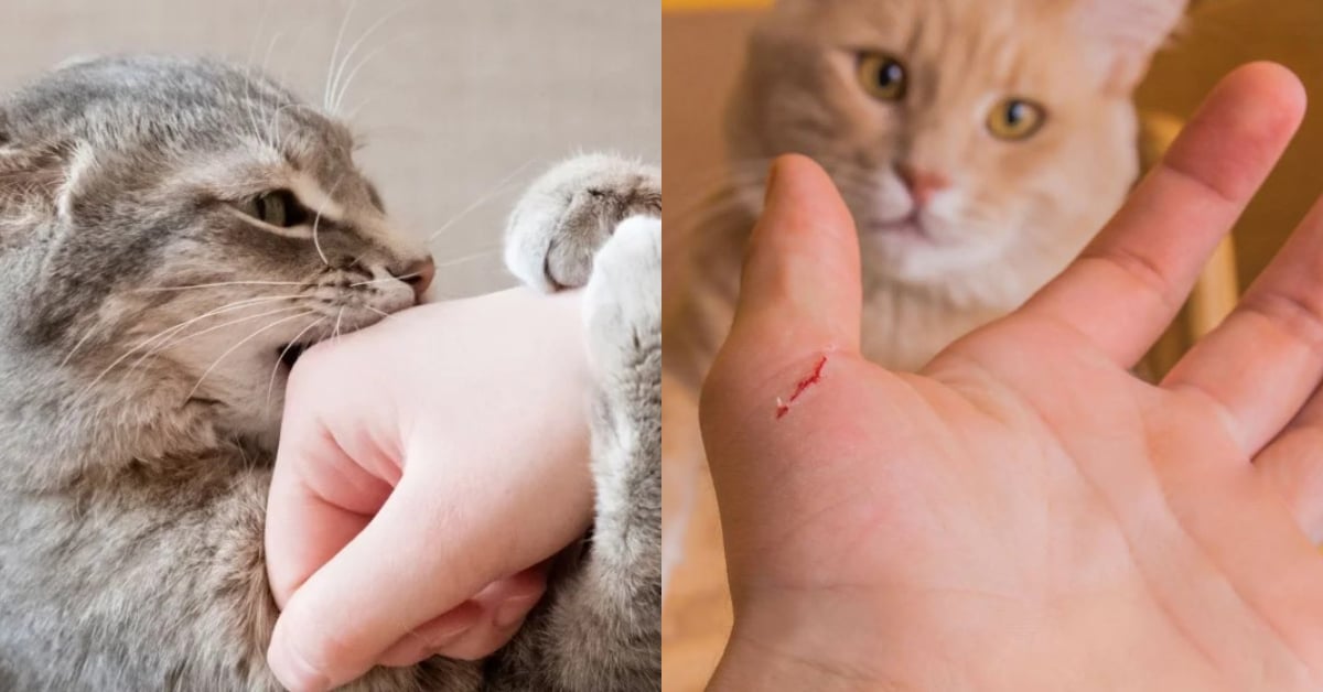 Cedera Digigit Kucing Peliharaan Juga Dilindung Skim LINDUNG 24 Jam – PERKESO