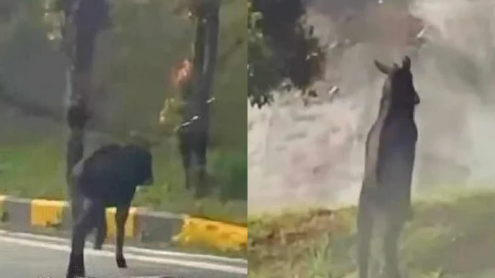 Kambing Gurun Dikesan Di Genting Highlands, Pihak Perhilitan Jalankan Pemantauan Berterusan