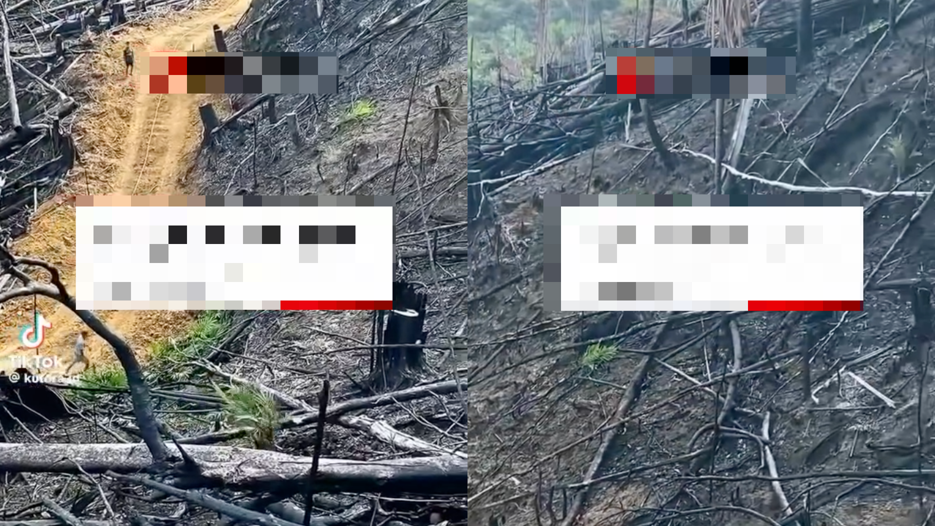 Sisa Terbakar Masih Jelas, Video Tanam Semula Sawit Di Indonesia Cetus Perdebatan